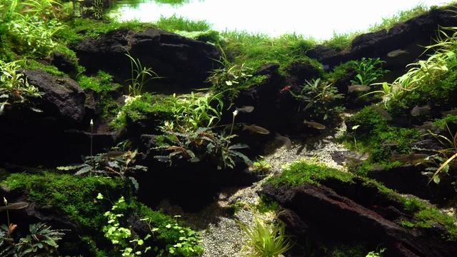 Relaxing Aquarium Cinematic Video in 4K - Nature Aquarium смотреть онлайн