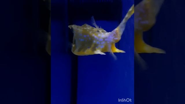 Анапа,океанариум, живые кораллы!Красиво! смотреть онлайн