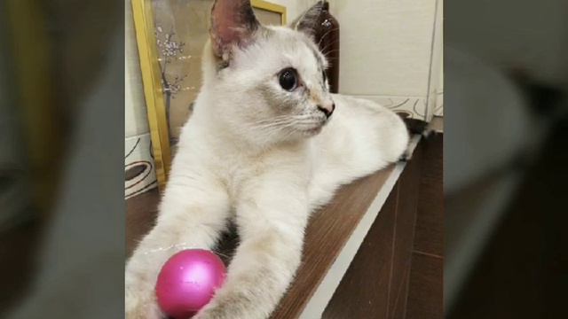 Киса кисуня!