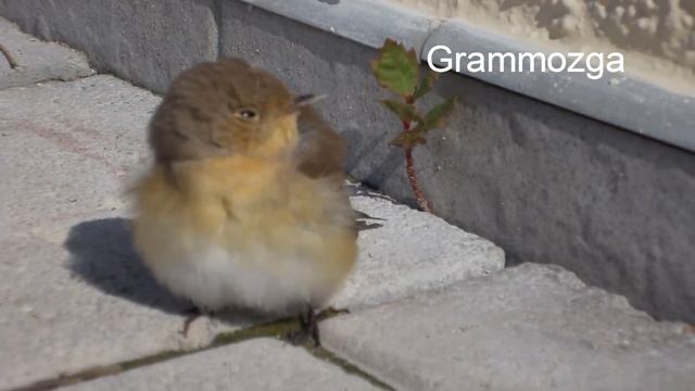 Воробушек. Птенец воробья.