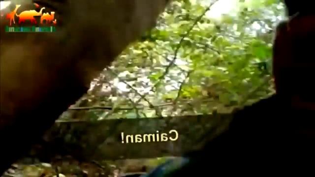 Электрический Угорь Против Крокодила  Угорь убивает крокодила огромным напряжением 600 вольт