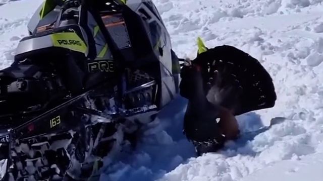 Глухарь преследует туристов смотреть онлайн