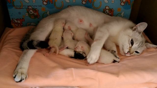 Тайская кошка Юрата с котятами в первый день после родов! Тайские кошки - это чудо! Funny Cats смотреть онлайн
