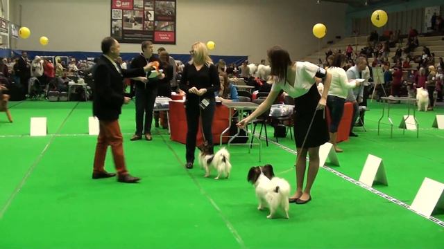 Эстония. Сравнение на лучшую собаку.Нарва. смотреть онлайн