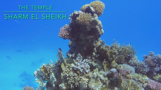 4K Дайвинг на рифе Temple, Sharm El Sheikh смотреть онлайн