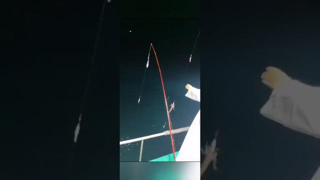 приглашаем вас на рыбалку 89245246006 Уссурийск ул арсеньева 1,2этаж 89245246006 #снасти #рыбалка смотреть онлайн