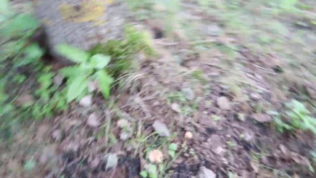 Кому нужны лисички на своём участке смотреть онлайн