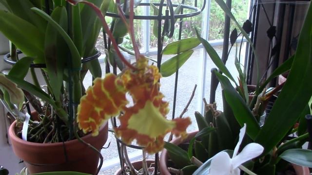 April Orchids in Bloom смотреть онлайн