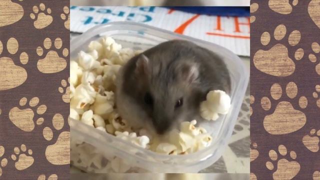 СЕМКА ОБЪЕЛСЯ. Как я посадила хомку джунгарика на диету))) смотреть онлайн