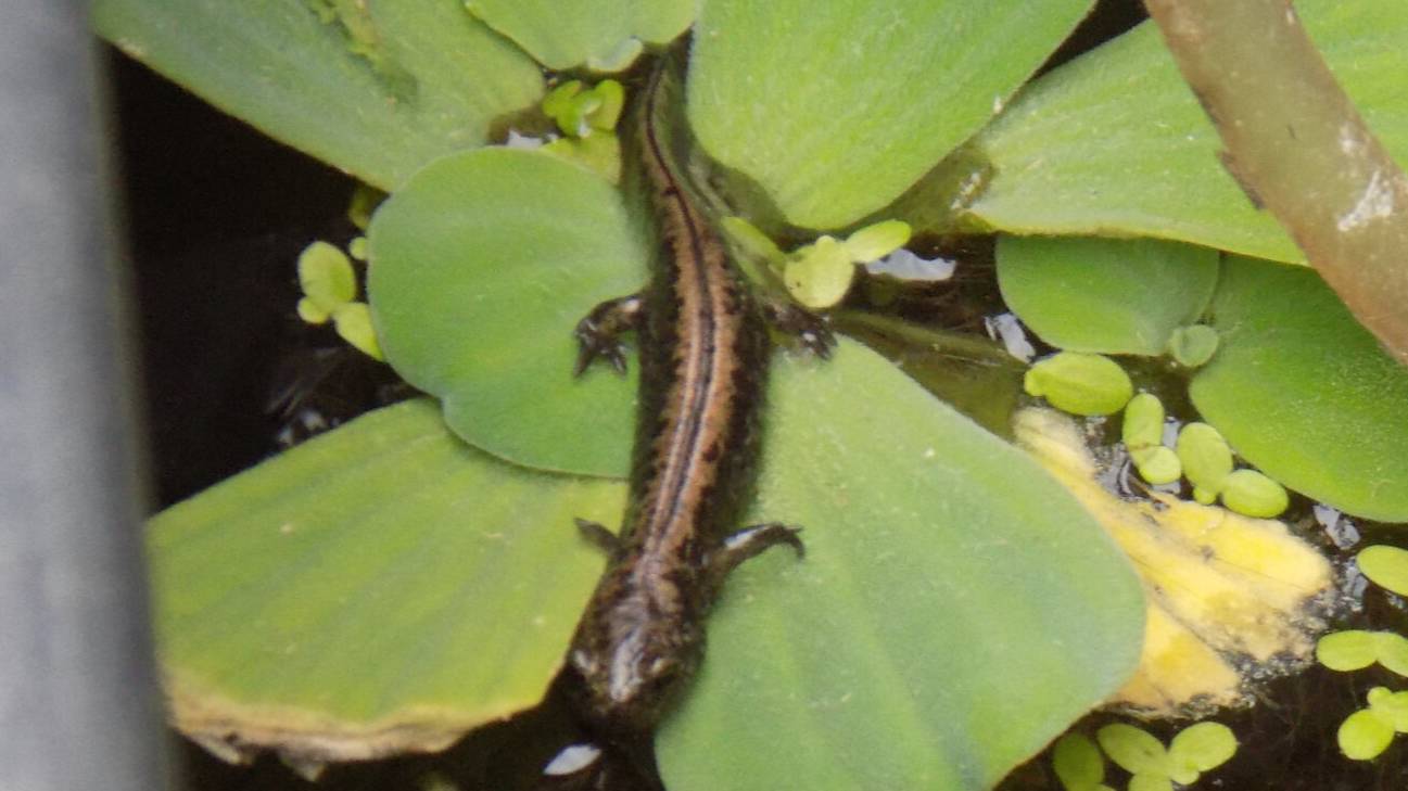 Сибирские углозубы (сезон 2024 г.) смотреть онлайн