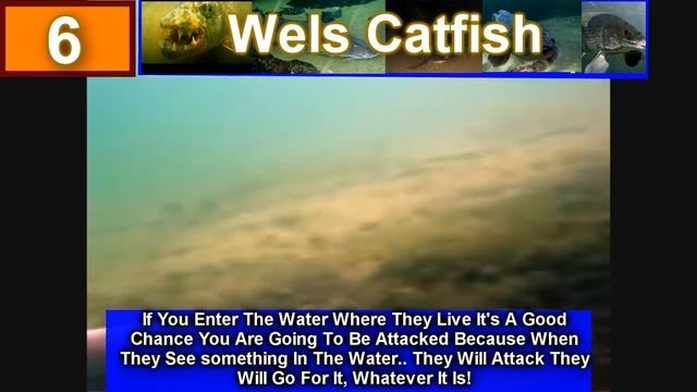 Top 10 Most Dangerous Freshwater fish смотреть онлайн
