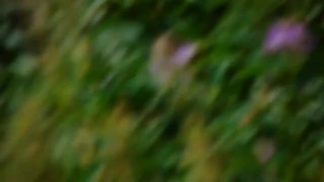 MAH09724 смотреть онлайн