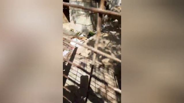 Очередное предательство/спасли еще одного стафорда/порода не залог счастливой жизни😭 смотреть онлайн