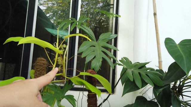 BAGONG AYOS SA GARDEN/SMALL GARDEN IDEA смотреть онлайн