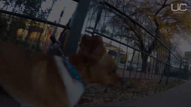 МЕКСИКАНЕЦ ВО ВРЕМЯ КАРАНТИНА ОТПРАВИЛ СОБАКУ В МАГАЗИН | ЧИХУАХУА смотреть онлайн