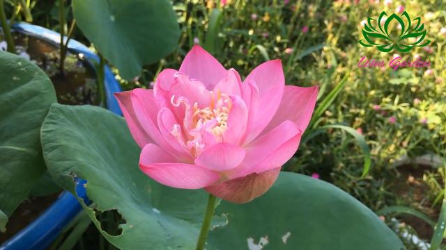 Watch the meadown pink mini lotus bloom in the garden | grow lotus at home. смотреть онлайн