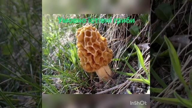 Умовно їстівні гриби смотреть онлайн