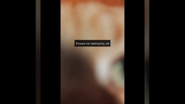 Мэйнкун, крупный и ласковый котик. смотреть онлайн