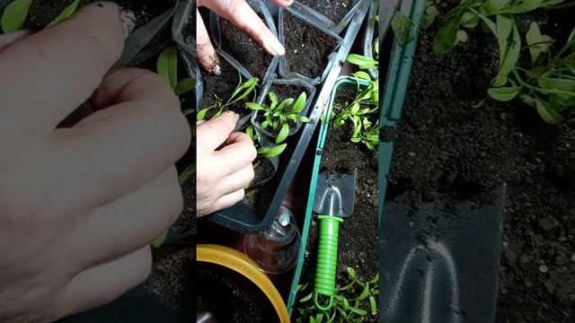 Пикировка алиссума двумя способами. Семена многолетников для альпийской горки. смотреть онлайн