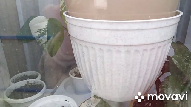 ОБЗОР КОМНАТНЫХ РАСТЕНИЙ НА 8 ПОДОКОННИКАХ . смотреть онлайн