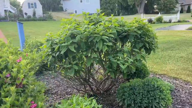 How to Trim Hydrangeas Update смотреть онлайн