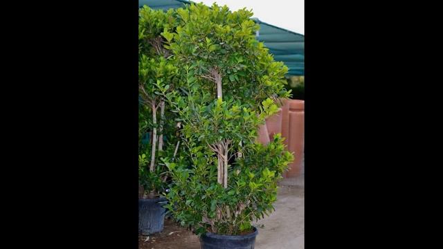 Ficus اللبخ смотреть онлайн