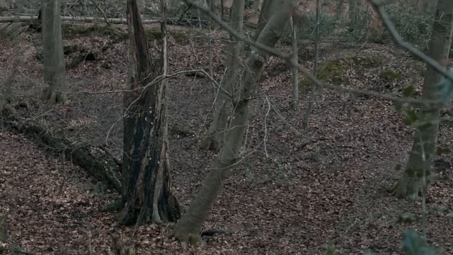 Filmebi Qartulad უცხოელი