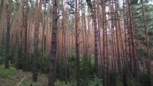 МЕДИТАЦИЯ НА ВОССТАНОВЛЕНИЕ ЭРЕКЦИИ. ДЛЯ ВСЕХ МУЖЧИН. ПРАКТИКА ПО СНЯТИЮ БЛОКОВ. Эрекция за МЕСЯЦ