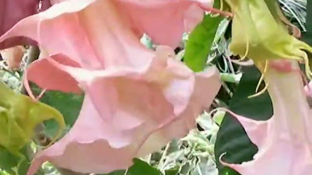 PINK PERFEKTION BRUGMANSIA