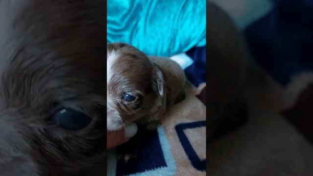 ЗАРЕЗЕРВИРОВАНА Мальвина лиловый мрамор мерле длинношерстная чихуахуа питомник чихуахуа Кастропул смотреть онлайн