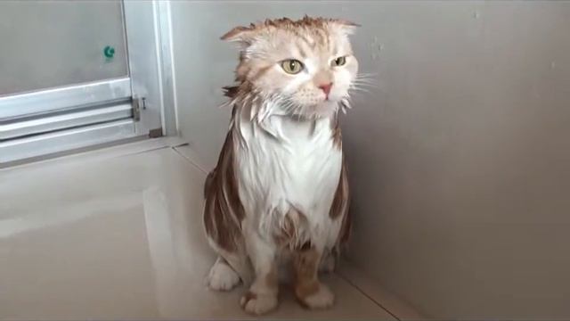 Барбузяка, мокрый котик кричит смотреть онлайн