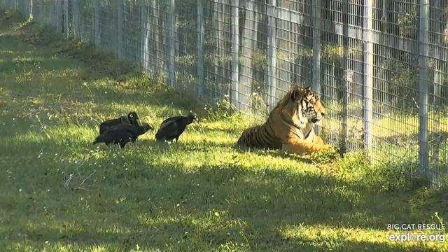 Don't even think about it! Simba tiger at Big Cat Rescue. смотреть онлайн