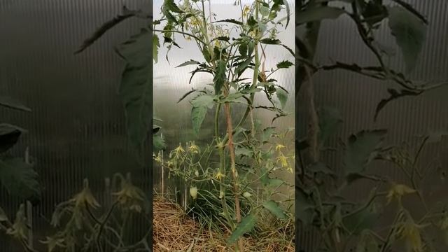 Томат Сорта Легенда Тарасенко // Июль 2022 г // С.Х.У смотреть онлайн