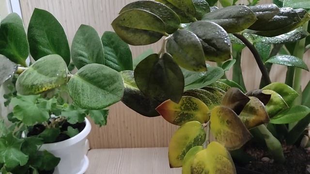 Замиокулькас (долларовое дерево) замёрзли листья смотреть онлайн
