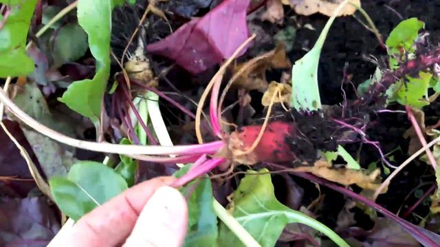 Final Garden Update for 2020 смотреть онлайн