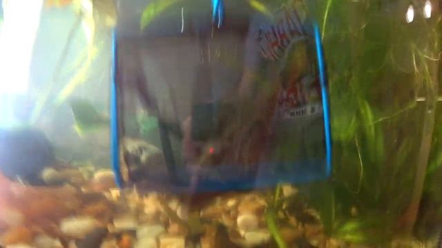 Ротаны в аквариуме 4 месяца. смотреть онлайн