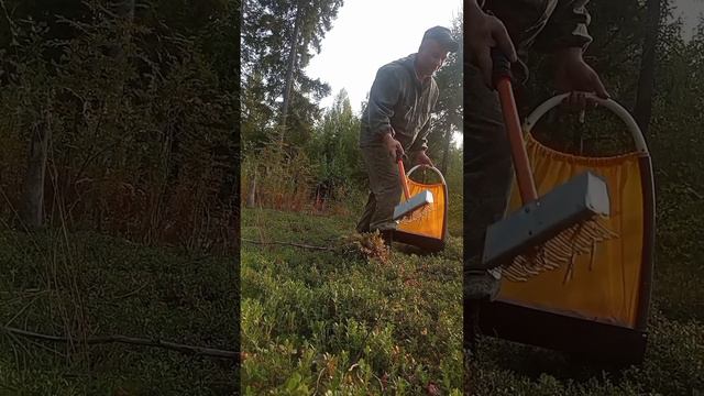 сбор брусники граблями и увеличенной ловушкой. www.sbor-yagod.ru смотреть онлайн