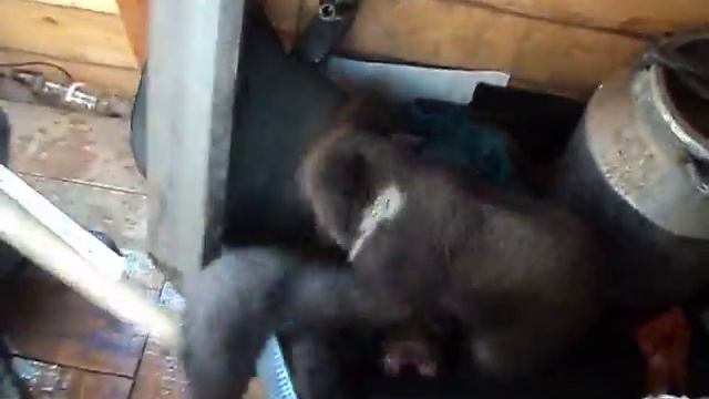 Веселые медвежата) смотреть онлайн