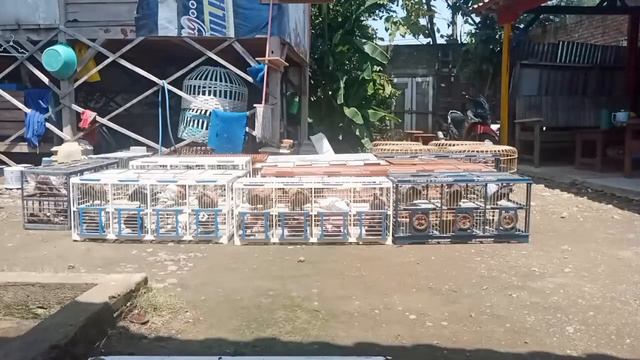D Jual Harga Bantingan смотреть онлайн