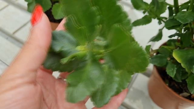 Kalanchoe Flowering: How To Make A Kalanchoe Rebloom !! смотреть онлайн