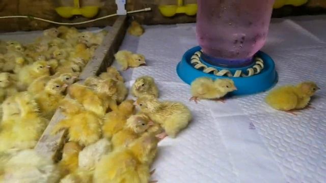 Шикарное вылупление перепелов 21.09.2021. Лучший оплод из моих яиц! смотреть онлайн