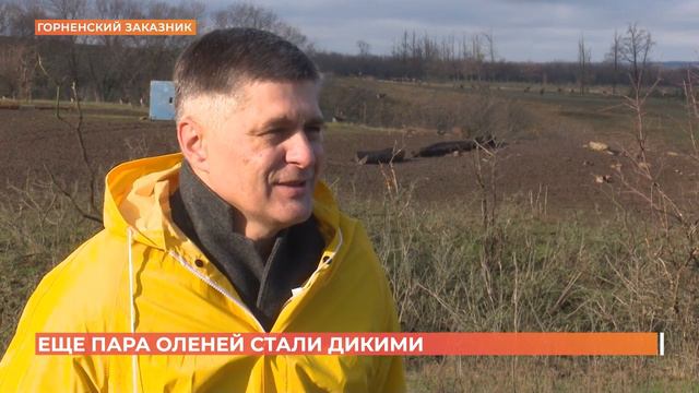 Двух европейских оленей выпустили в дикую природу в Горненском заказнике смотреть онлайн