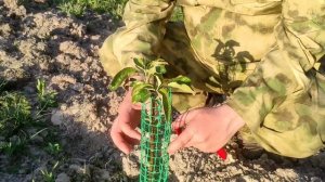 Формировка однолетних саженцев весной. Яблоня. Груша.