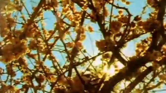 Бобби и предмет его обожания / Bobbycrush / 2003 / GoGay.tv