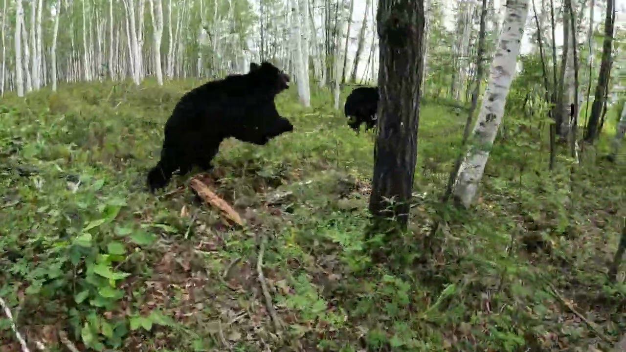 У медведей начинается тренировка. смотреть онлайн
