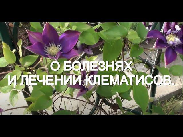 О болезнях и лечении клематисов. смотреть онлайн