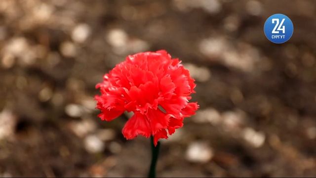 Акция Бессмертный полк, как можно принять участие? смотреть онлайн