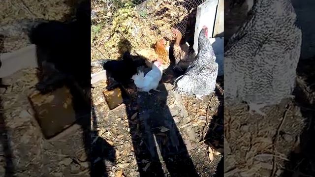 13 октября а георгины и розы цветут смотреть онлайн