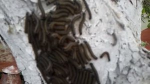 гусеницы на дискотеке