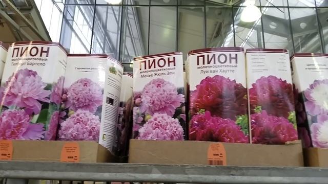 ?Оби⚘Лилии?Плодовые Саженцы?Розы?Пионы? смотреть онлайн